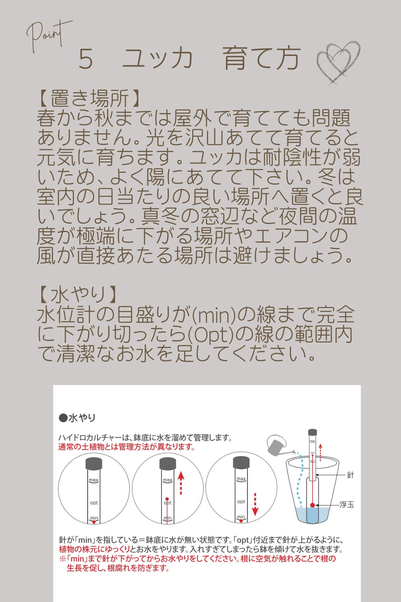 土を使わないハイドロカルチャー卓上観葉 ユッカ