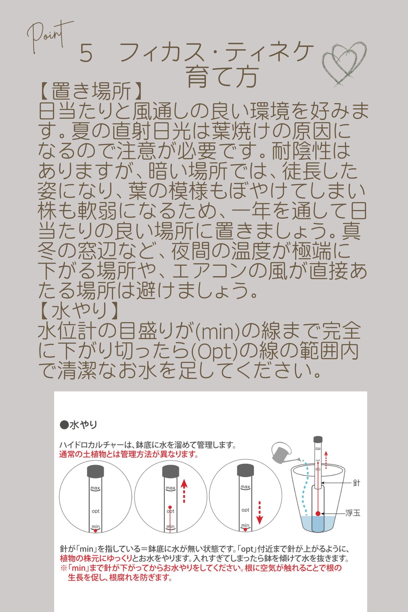 土を使わないハイドロカルチャー卓上観葉 フィカス·ティネケ