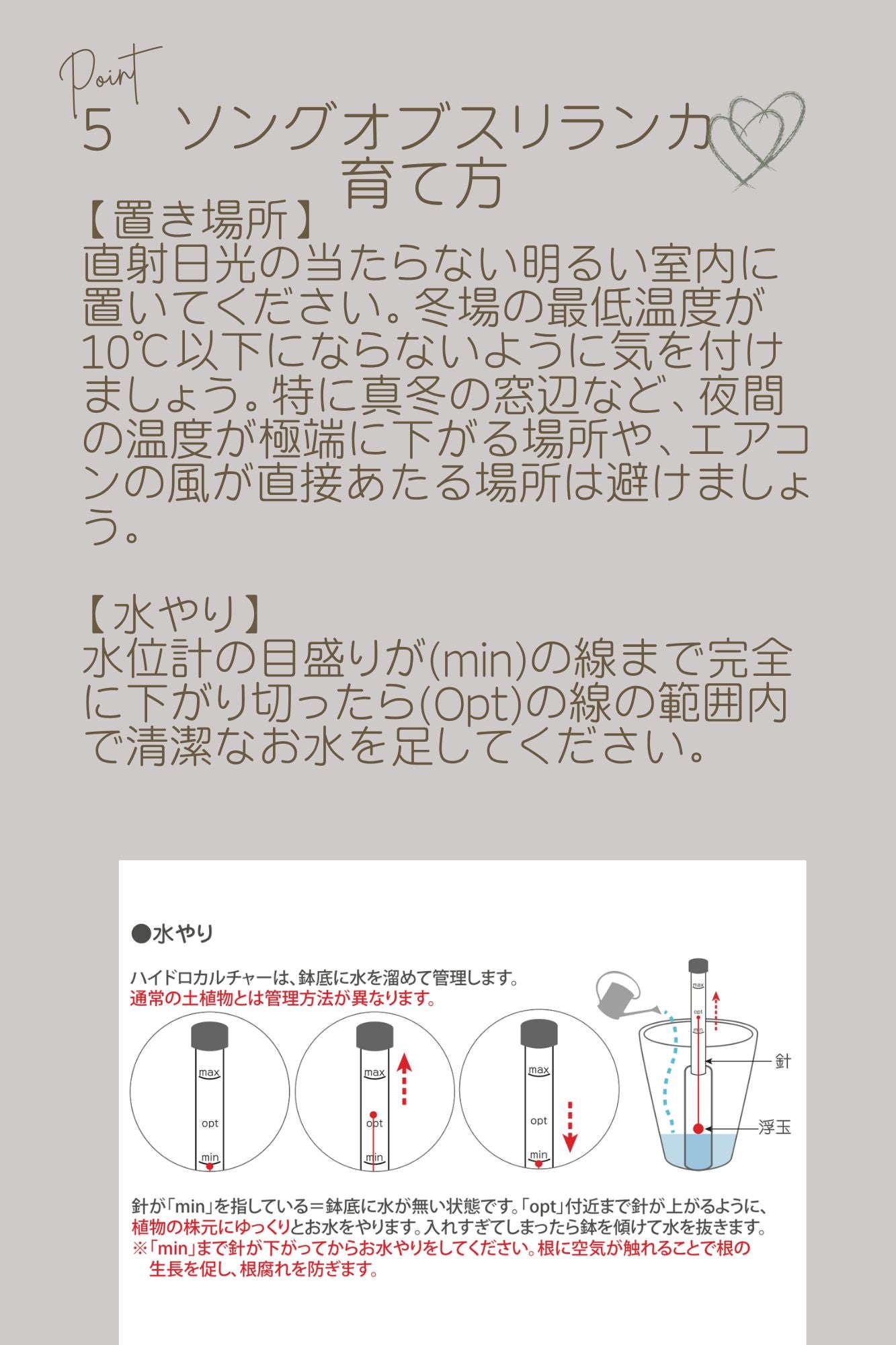 土を使わないハイドロカルチャー卓上観葉 ソング·オブ·スリランカ