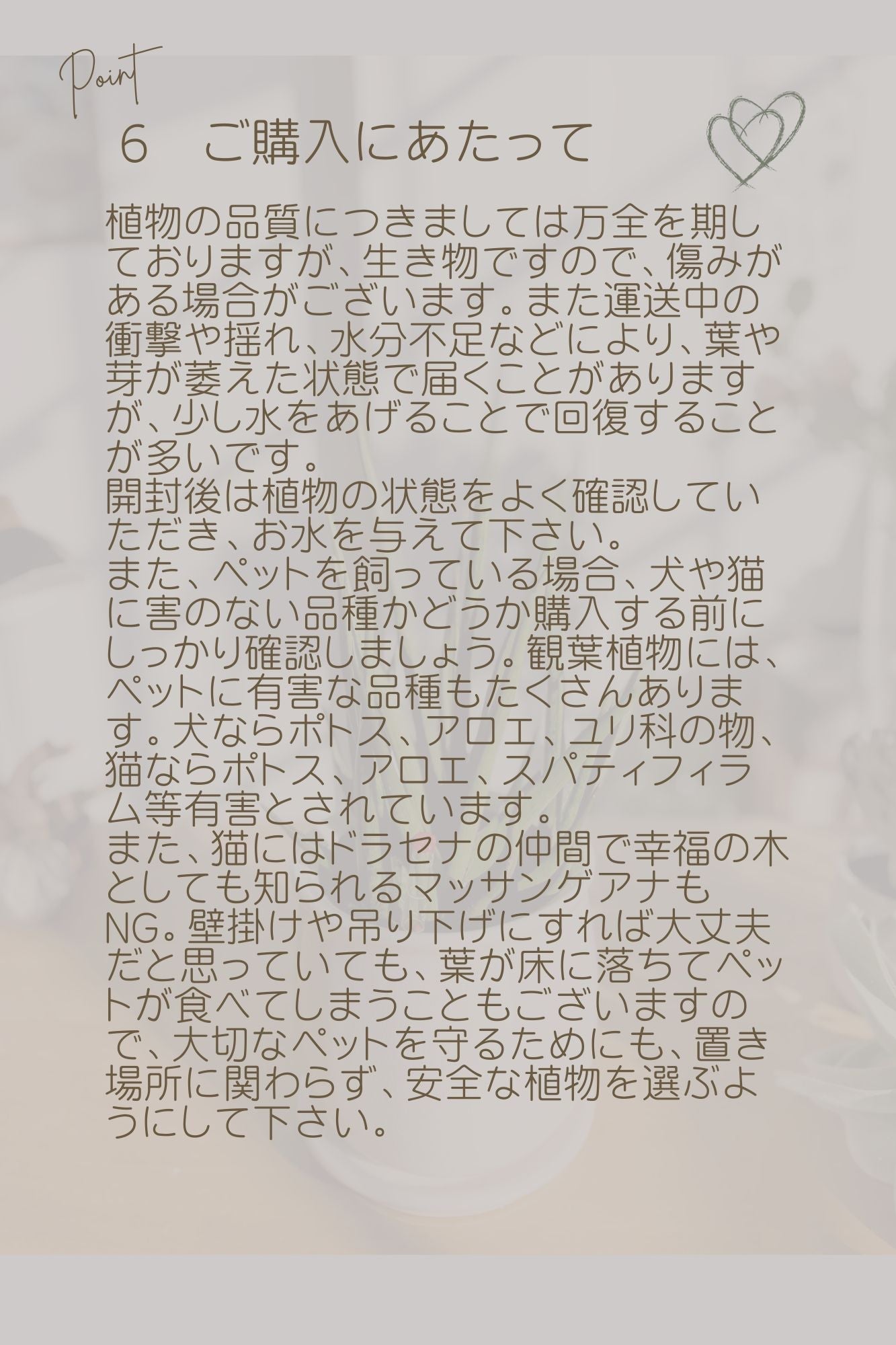 土を使わないハイドロカルチャー卓上観葉 フィカス·バーガンディ