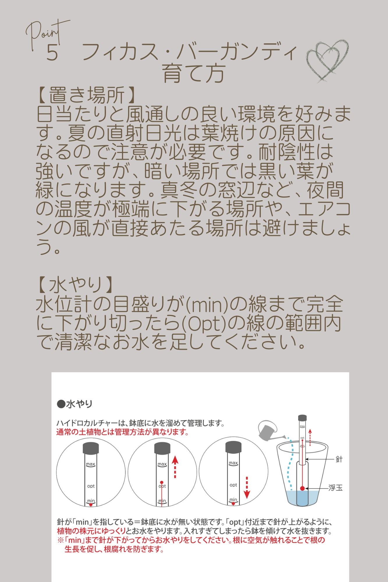 土を使わないハイドロカルチャー卓上観葉 フィカス·バーガンディ