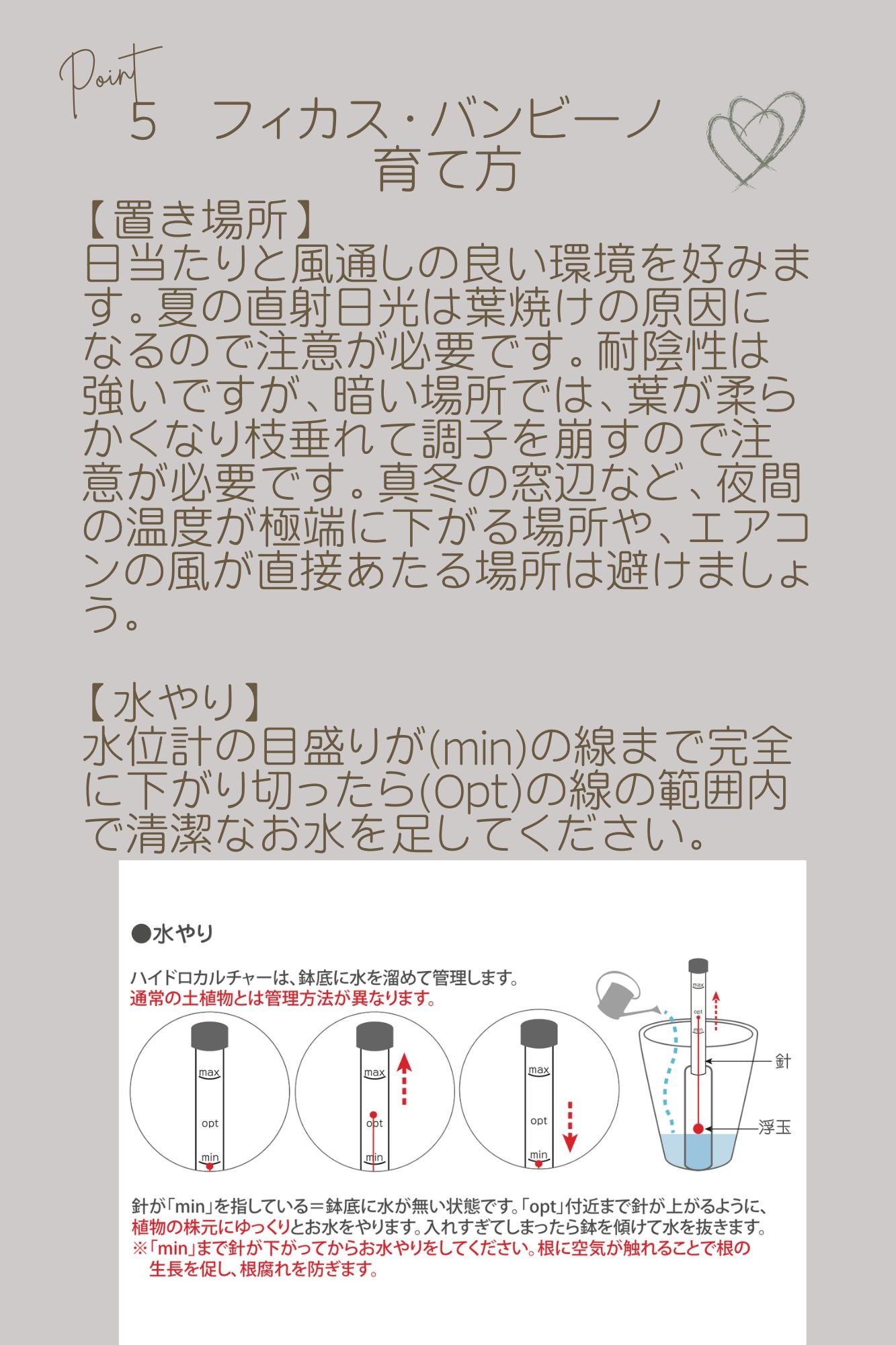 土を使わないハイドロカルチャー卓上観葉 フィカス·バンビーノ