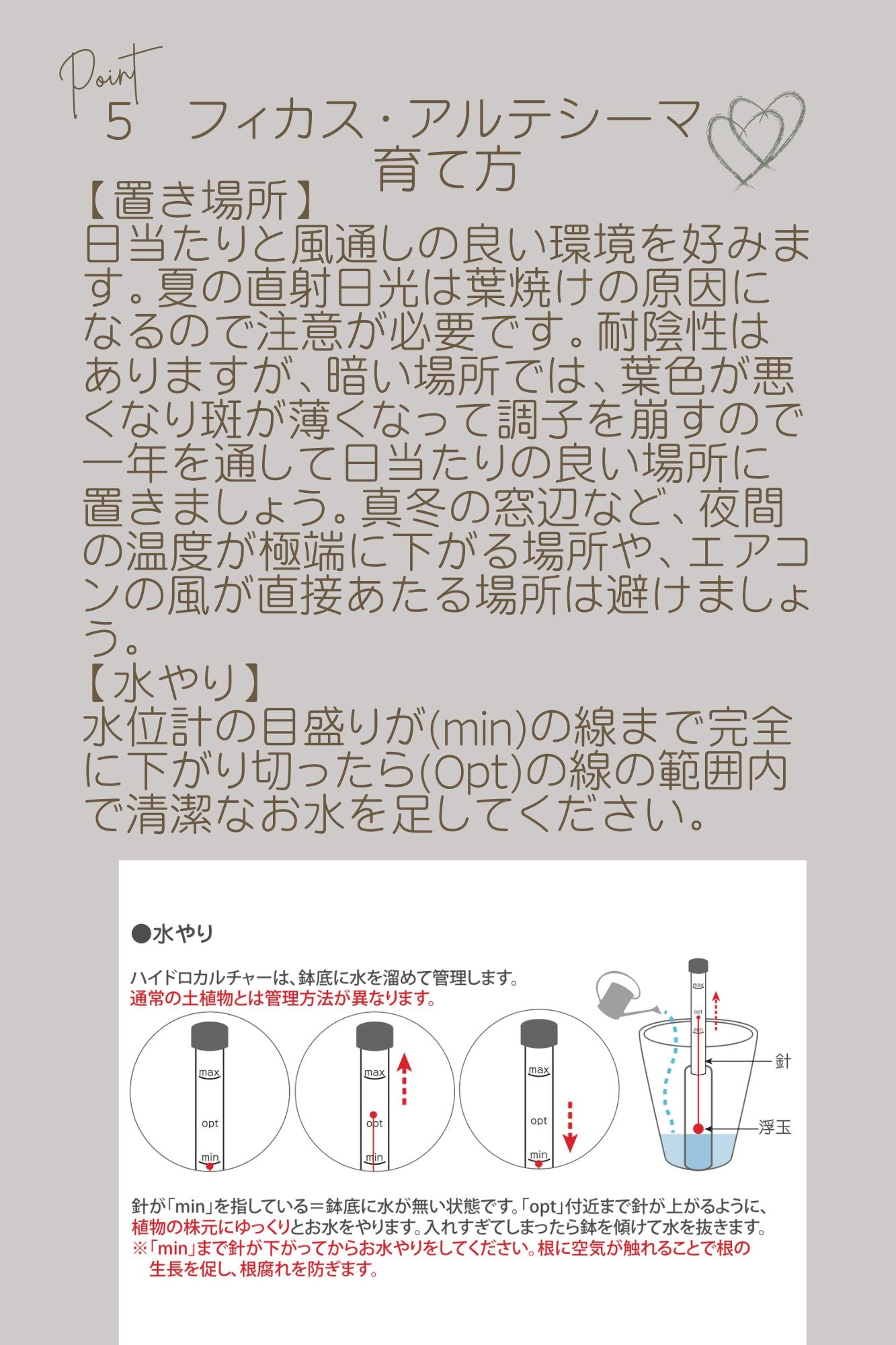 土を使わないハイドロカルチャー卓上観葉 フィカス·アルテシーマ